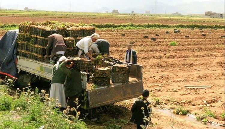 السلطات السعودية توافق على استئناف الصادرات الزراعية والسمكية اليمنية بعد حظر مؤقت